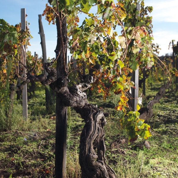 Palmento Costanzo old vines