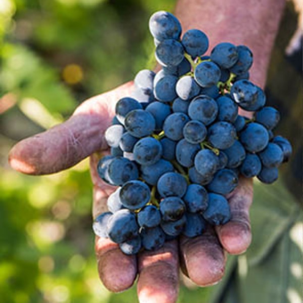 grape in hands