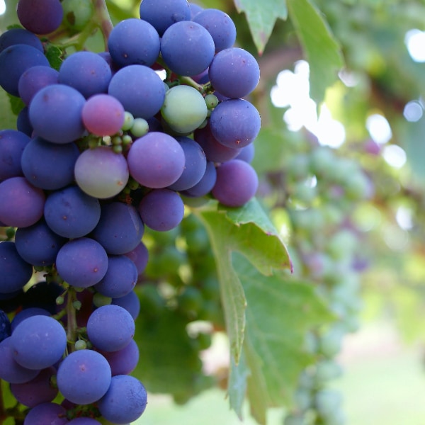 purple wine grapes