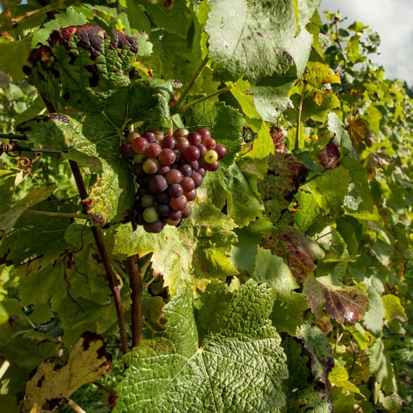 wine grapes