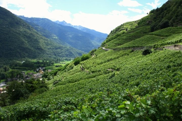 Balgera Valtellina DOCG Valgella