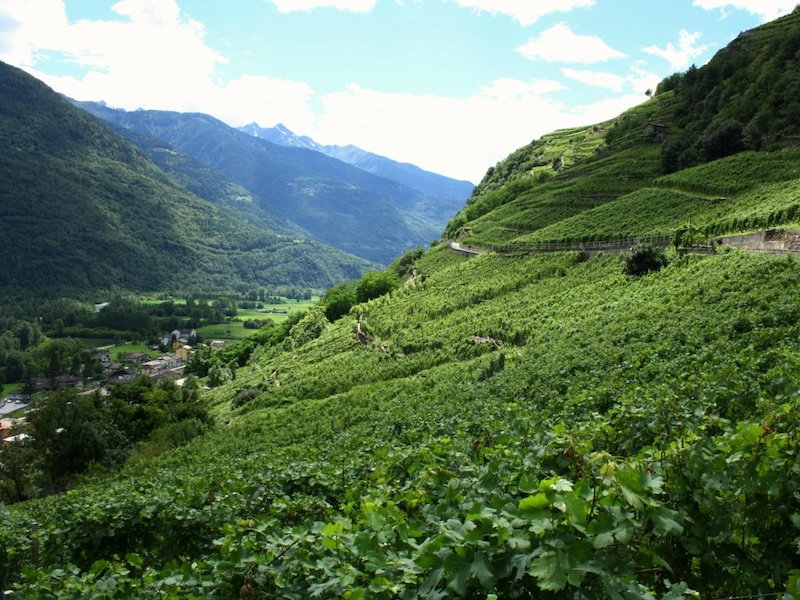 Balgera Valtellina DOCG Valgella