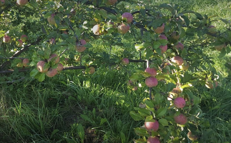 Eden Ciders, Newport