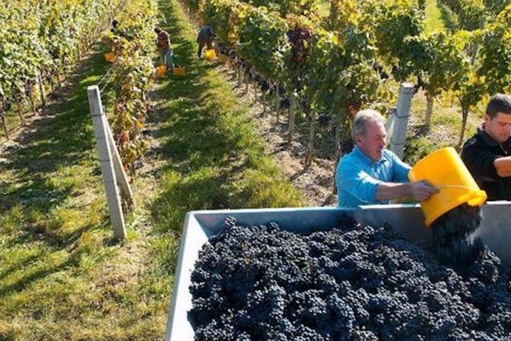 Jalits harvest on the Eisenberg