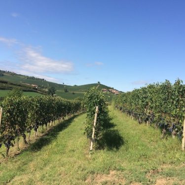 Segni di Langa vineyard