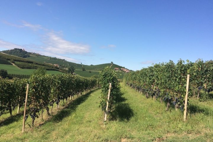 Segni di Langa vineyard