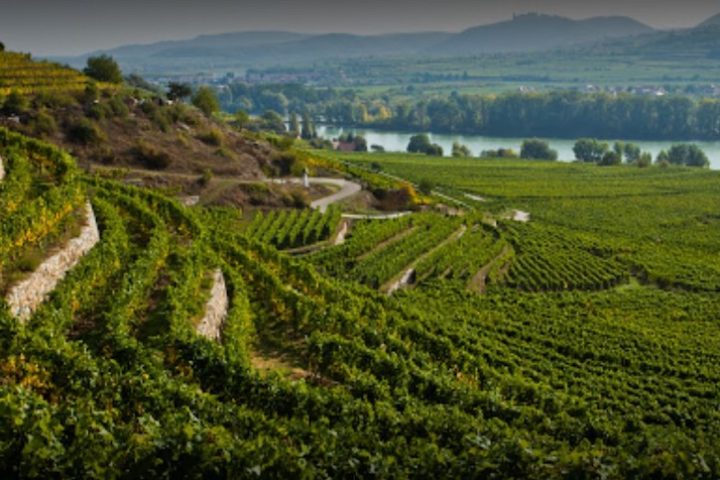 Tegernseerhof Vineyards