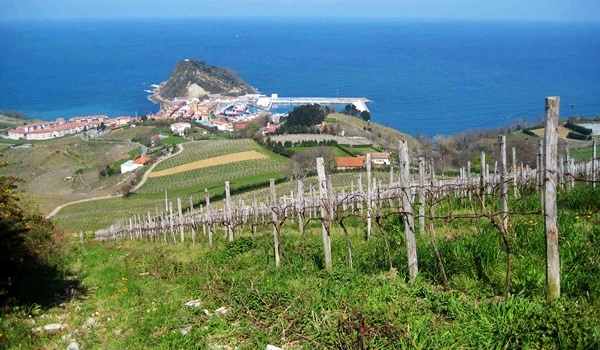 txakoli vinyard